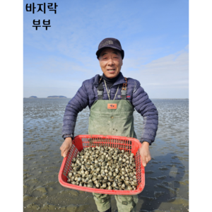 서해안 고창동죽 물총조개 바지락, 1개, 1kg