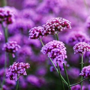 [모야모 꽃씨] 버들마편초(숙근버베나) 씨앗 50립 파종첫해개화, 대포장 1000립, 1개