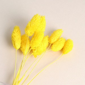 화연양화 포플란트 파라리스 10개입 8color, 05 옐로