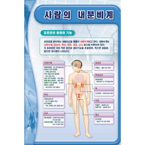 사람의 내분비계, 은색알루미늄아크릴, 1개