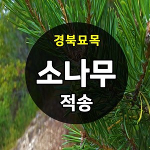 [경북농원] 적송 포트묘1-2년생 / 반송 접목묘1년생, 적송 실생1(20cm이상)  포트묘, 1개