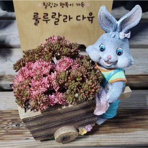 [룰루랄라다육][분포함_단품]다육식물 소인제금, 1개