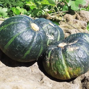 제주 보우짱 미니 단호박 밤호박 포슬포슬한 단호박, 로얄과 3kg(6~10과), 1개