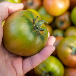 첫출하 대저 짭짤한 토마토 정품/당일수확/당일발송 5kg/2.5kg