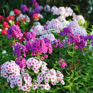 [모야모 꽃씨] 숙근플록스 혼합색 10립 씨앗, 1개