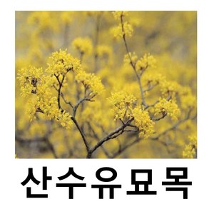 수양벚나무 묘목 수양홍겹벚 개화주 분 차량비별도, 1개