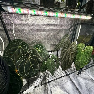 식물등 식물생장 식물LED 20W 몬스테라알보 제라늄 다육 주광색, 불투명커버_추가, 1개