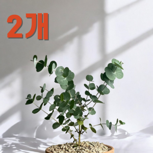 비염에 좋은 유칼립투스 농장생산 직배송, 블랙잭, 2개