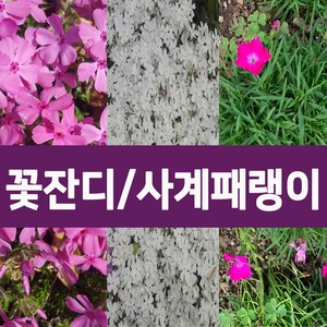 [나무의모든것] 꽃잔디 홍솔 백솔 사계패랭이 50포트 판매, 꽃잔디(백솔) 50포트, 1개