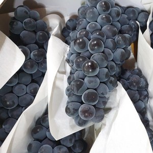 고당도 제철 켐벨 캠벨포도 포도 1kg 2kg 3kg 프리미엄 특등급 상주 모동 모서 봉지 노지 하우스 김천 포도, 2kg (하우스 캠벨포도) 5-8수, 1개, 2kg(5-8수)