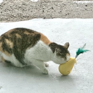 멍냥이노리터 고양이 캣닢 볼 사냥놀이 셀프 오뚜기 장난감, 노랑이, 1개