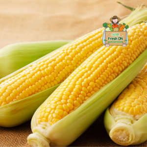 [신선온] 국내산 하우스 초당옥수수 특상품 14센티이상, 5개, 중품