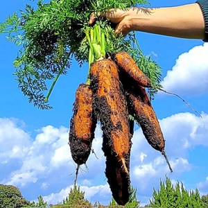 국내산 흙 당근 정품 못난이 쥬스용 제주 구좌당근, 정품 상 10kg, 1개