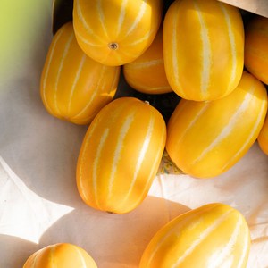 [성주참외] 고당도 성주참외 가정용참외 못난이참외 못난이성주참외 못난이꿀참외 꿀참외 랜덤참외 성주랜덤참외 2kg 3kg, 1개, 랜덤과 2kg