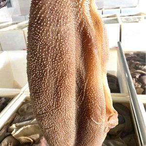(배터짐) 손질 횡성 한우 냉장 소천엽 500g 천엽, 1개