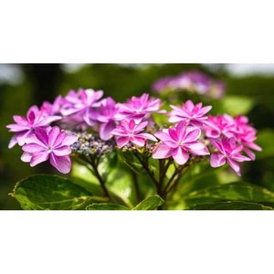솔로몬 수국 /12cm포트/중소품/생화 수국화분 / 원예수국 / 봄꽃 여름꽃 / 선물용 화분 / 정원수 조경수 / 꽃과정원이야기
