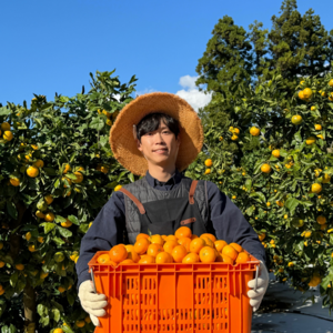 고당도 제주 감귤 카라향 천혜향 한라봉, 1박스, 고당도 한라봉 실속가정용2kg(중대과)