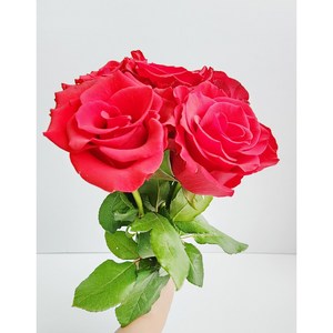 플로라블룸 빨간장미 생화 꽃배달 택배 꽃다발, 빨간장미 5송이, 1개