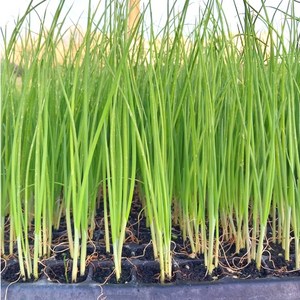 농사친구 대파 모종 흑금장대파, 대파모종 한판 200구 + 재배안내장, 1세트