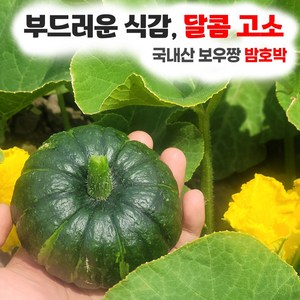 제주 미니보우짱 특상품 포근포근 밤호박 미니단호박 2kg, 특상품(200-600g), 1개
