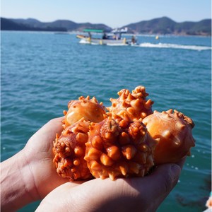 통영 제철 최상급 멍게 활멍게 깐멍게살, 1개, 활멍게1kg