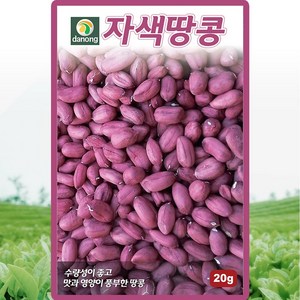 다농 자색땅콩 씨앗 20g 땅콩씨 종자, 1개