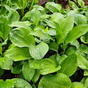 울릉도종 잎 명이나물 생 산마늘 국내산 햇 잎명이 특품 디아머스, 1kg, 1개