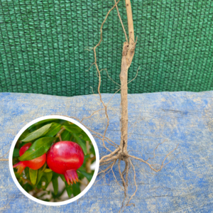 단석류나무 삽목2년 묘목 화분 유실수 과실수 결실수 재배 키우기, 석류묘목 2년생 1주, 1개