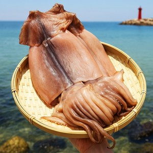 프리미엄 반건조오징어의 근본 구룡포(포항) 피데기, 1세트, 반건조오징어 550g (소 5미)