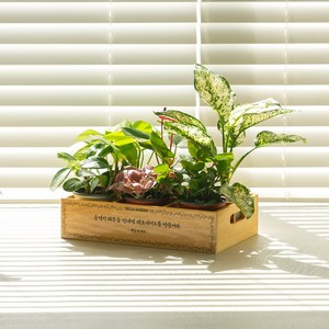 벨라가든 6구 가든박스 소형 화분 반려 식물, 조합2 (옵션 상세페이지 참조), 1개