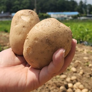 올해 갓 수확한 맛있는 햇감자 수미감자, 1개, 대(찜용) 5kg