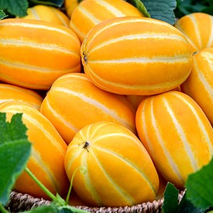 성주 꿀 참외 고당도 로얄과 2Kg 3Kg 5Kg, 가정용 로얄중과 5kg, 1박스