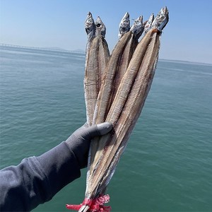 국산 특대 손질 갈치포 4미+4미+4미 40cm내외 구이 조림용 갈치, 국산 특대 갈치포 4미+4미+4미