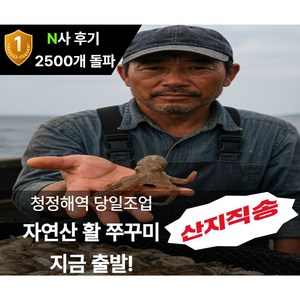 (청춘밥상)국내산 청정해역 알배기 활쭈꾸미 새벽조업 당일배송 1kg, 1개