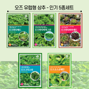 유럽상추 씨앗 5종 세트 각 100립씩 (버터헤드 멀티리피 바타비아 타입), 1개