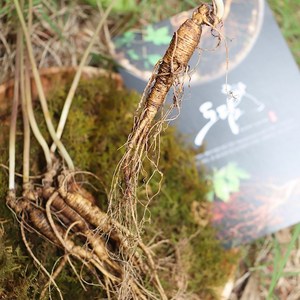 도담산삼 9-10년근 10뿌리 산양삼 산양산삼 장뇌삼 산삼, 9-10년근 10뿌리 정품, 10000