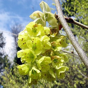 충주원예조경 / 히어리 / 80cm / 개화주, 주