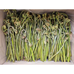 자연산 고사리 생고사리 4kg, 1kg, 1개