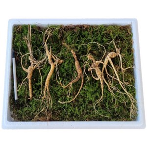 국내산 강원도 횡성 못난이 파지삼 13 15 17년근, 파지삼 13년근 5뿌리