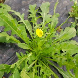 루꼴라 (와일드) 500g 1봉, 1개