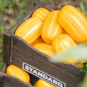 산지직송 고당도 성주참외 랜덤과 2kg, 1박스, 가정용 랜덤과 2kg