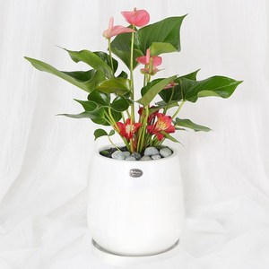 99플라워 2시간 전국 꽃배달서비스 꽃바구니 꽃상자 꽃다발 생화 장미 생일 화분 꽃 선물, 1개, 33.[ST-D720]안스리움미니관엽