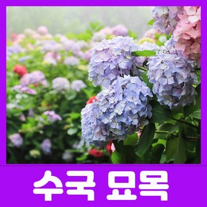 수국나무묘목(원예수국 목수국 산수국)판매 중, 원예수국 포트묘, 1개