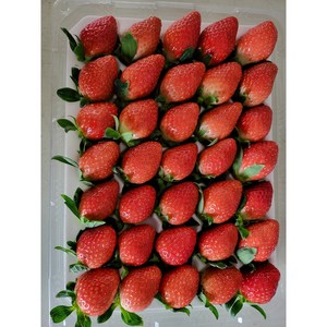 [바람뜰농원] 금실 설향 선물용 딸기, 설향 특