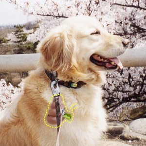 퓨어굿즈 반려동물 귀여운 응가모양 휴대용 풉백 디스펜서(고리포함)+리필봉투(15매) 세트, 1세트, 15개입