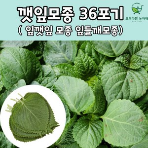 모두다팜 깻잎 모종 잎들깨모종 깻잎 모종 36개