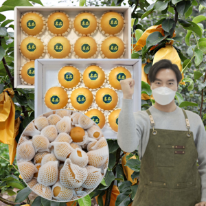 먹사부 (고당도) 전남 나주배 가정 선물용 배선물세트 과일 신고배 햇배 중 대 특대과, 1개, 7.5KG (11-12과 내외)