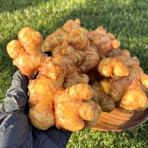 [재구매율 99%] 23년 국내산 특품 햇생강 흙 에어세척 생강, 1kg (흙생강), 1개