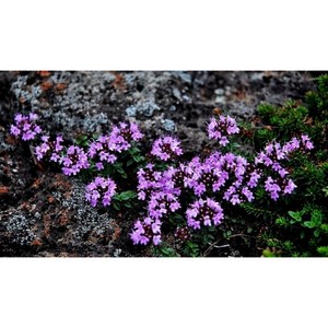 백리향 타임 노지월동다년초 묘종3개묶음 허브 향기식물 지피식물 규격10cm화분묘 꽃심야생화, 1개