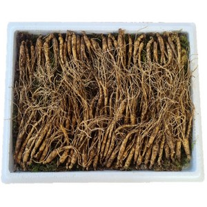 천생삼 산양산삼 못난이 파지삼 4~5년근 산삼 산양삼 장뇌삼, 100뿌리, 1개